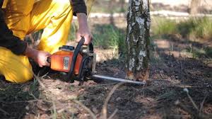 Best Tree Mulching  in Dallas, TX