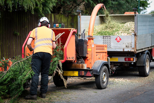 Best Tree Removal  in Dallas, TX