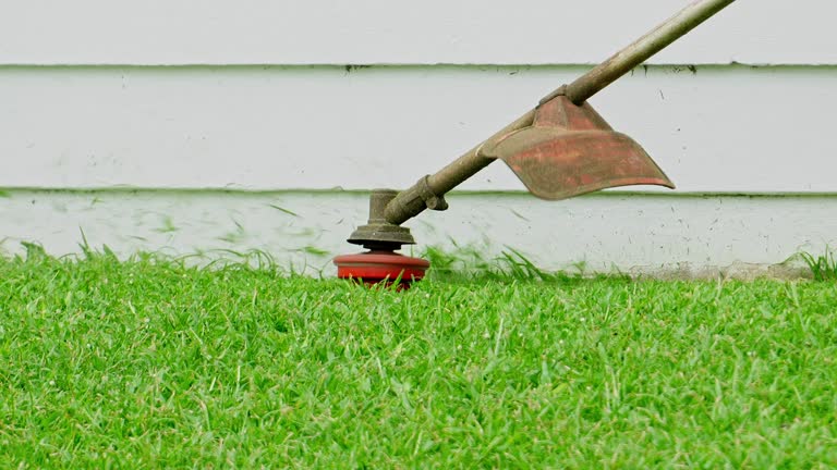How Our Tree Care Process Works  in  Dallas, TX
