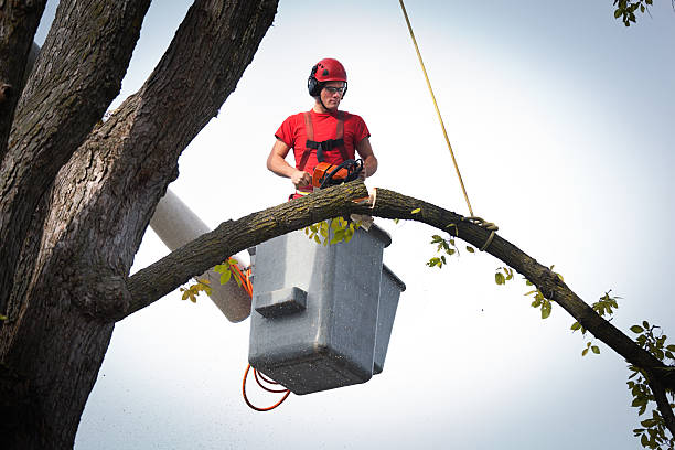 Professional Tree Services in Dallas, TX
